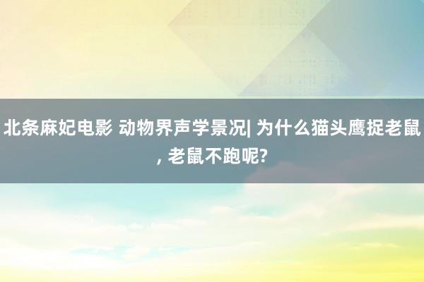 北条麻妃电影 动物界声学景况| 为什么猫头鹰捉老鼠， 老鼠不跑呢?
